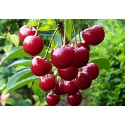 Вишня Oblacinska с этикеткой саженец ЗКС Сербия "RI"